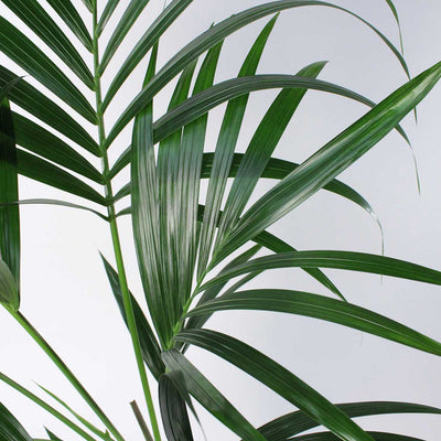 Kentia Palm (Howea Forsteriana)