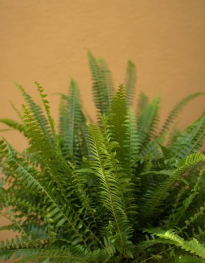 Boston Fern