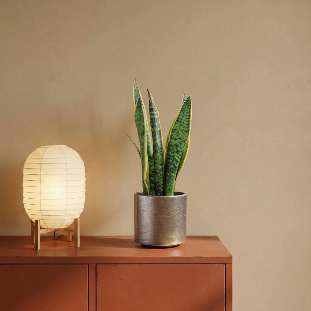 Snake Plant Care: Why Its the King of No-Fuss Hallway Plants