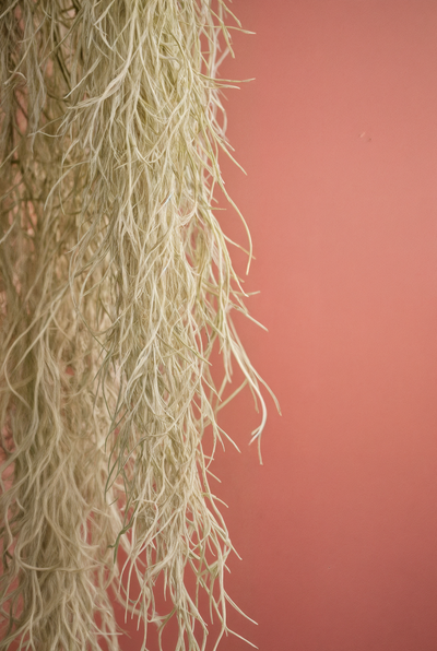 Spanish Moss