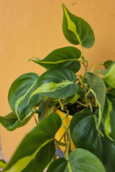 Philodendron Brasil (Heart Leaf Philodendron)