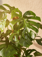 Swiss Cheese Plant | Monstera