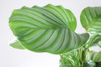 Calathea Orbifolia Small