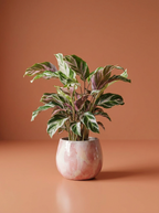 Calathea White Fusion