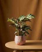 Calathea White Fusion