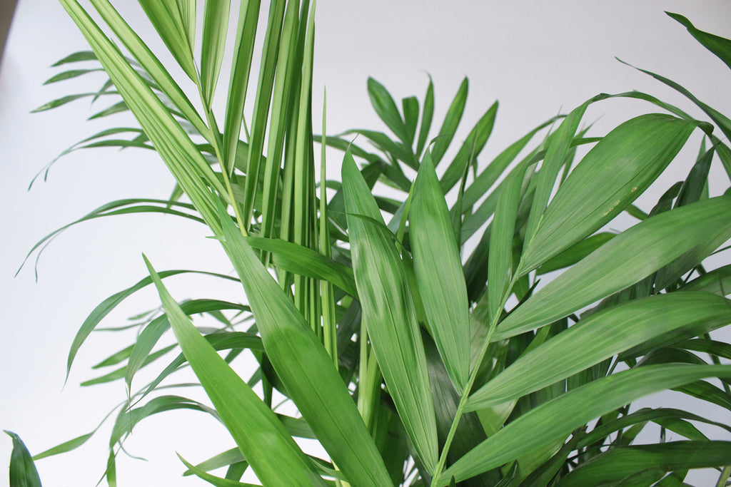 Parlour Palm