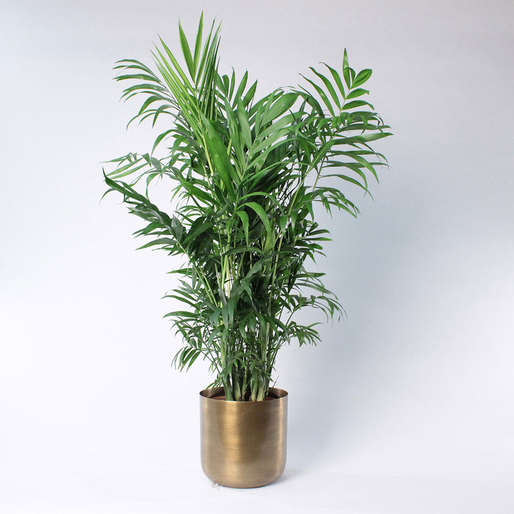 Parlour Palm