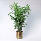 Parlour Palm