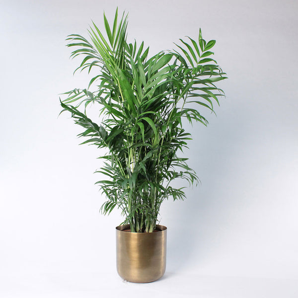 Parlour Palm