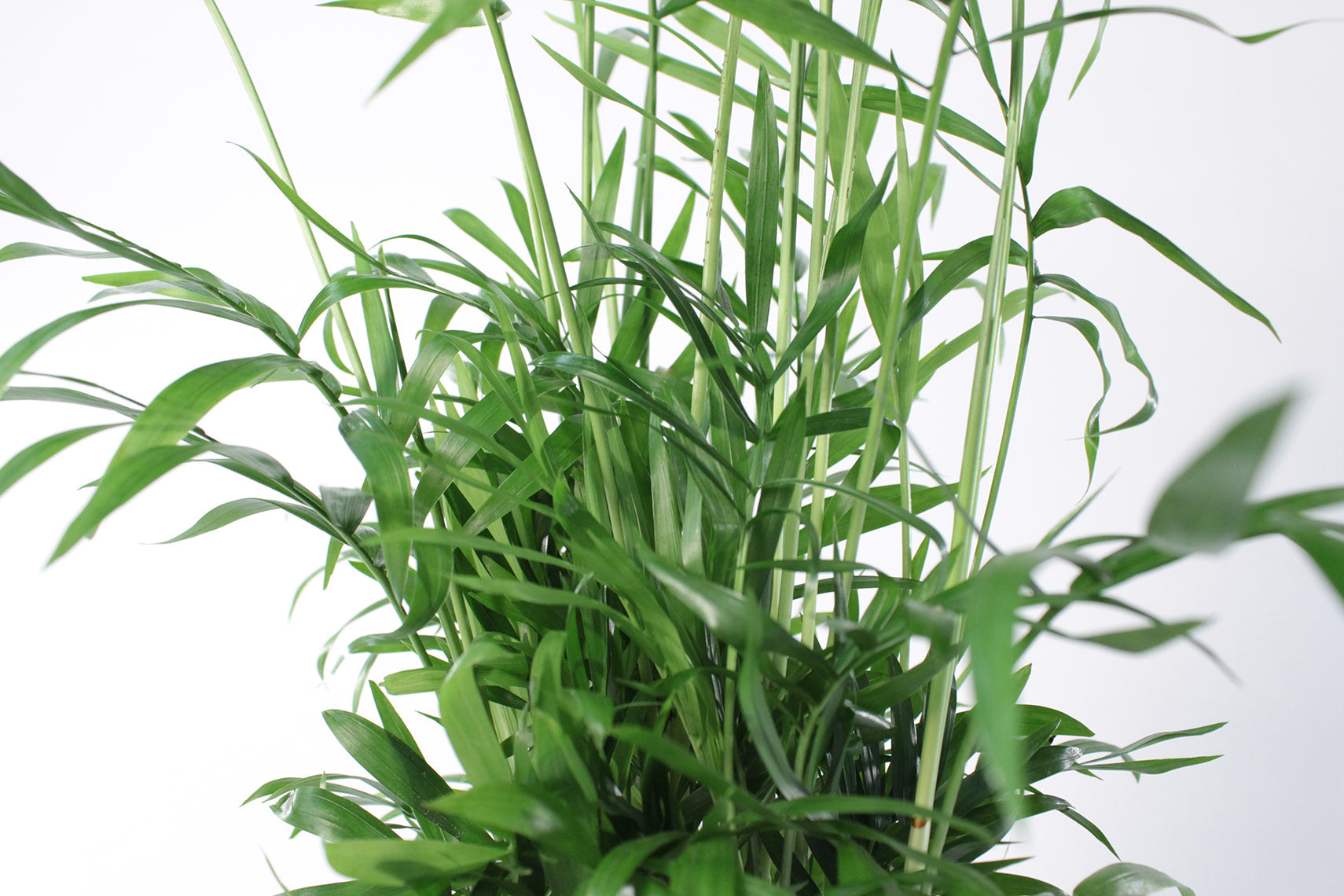 Parlour Palm