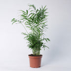 Parlour Palm