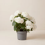 Hydrangea