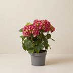 Hydrangea