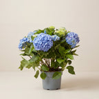 Hydrangea
