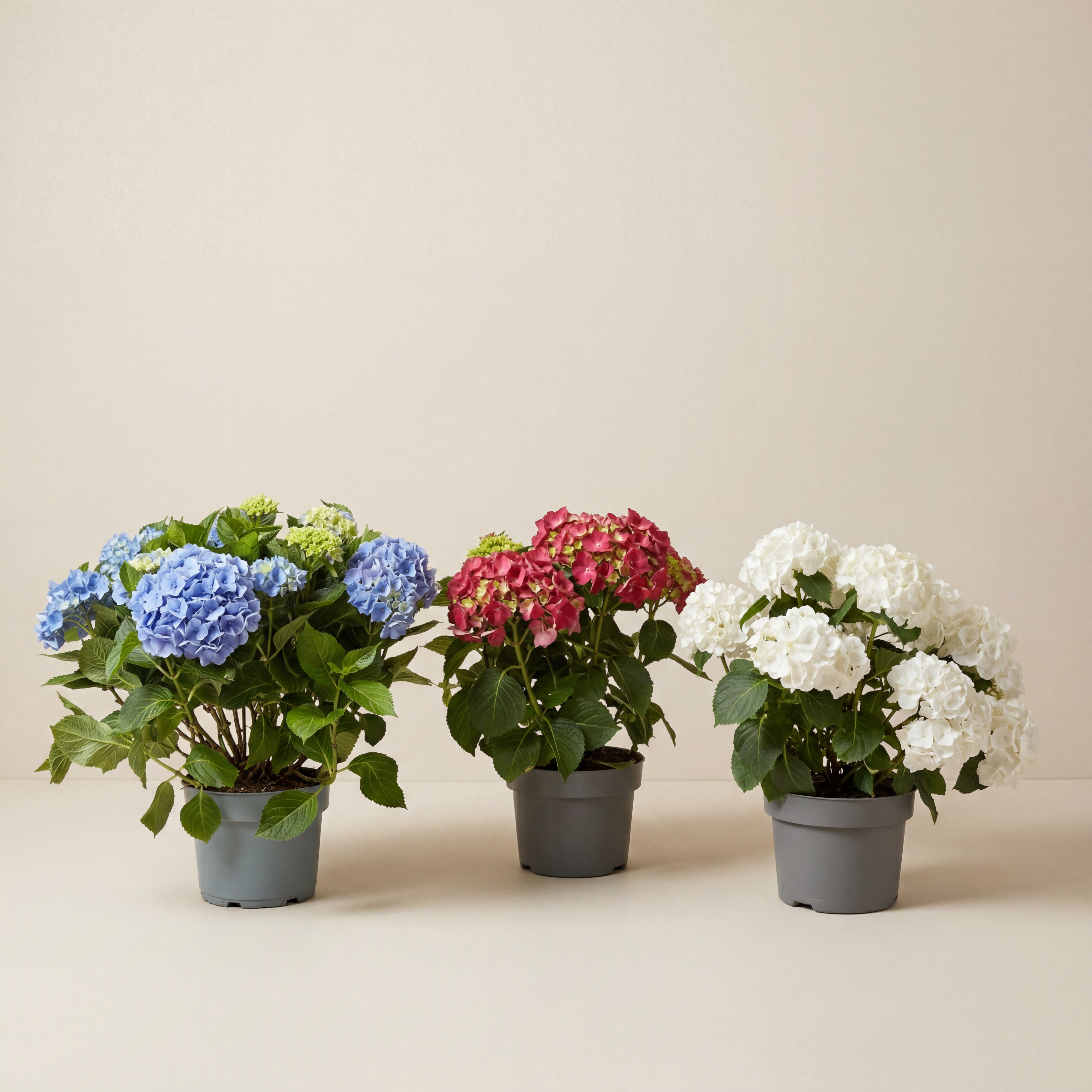 Hydrangea