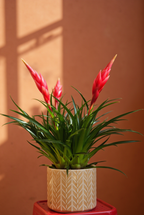 Flaming Sword Plant