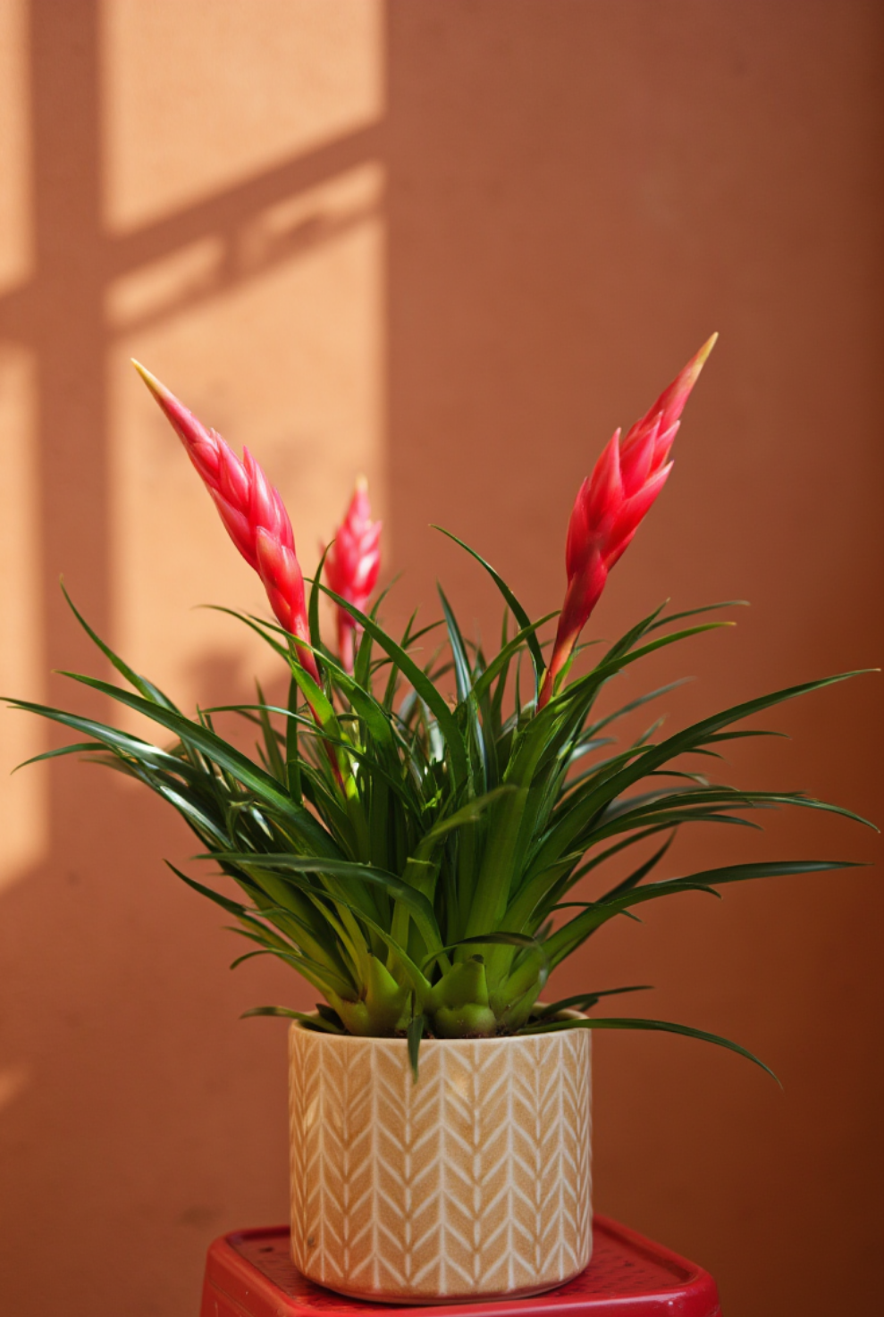 Flaming Sword Plant