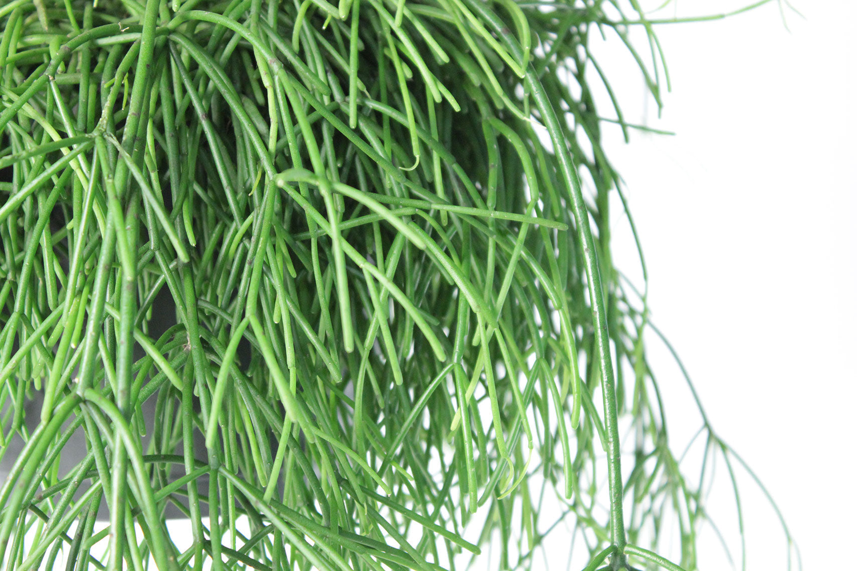 Mistletoe Cactus