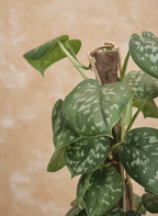 Silver Devils Ivy | Scindapusis Pictus
