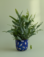 Blue Star Fern