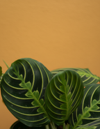 Lemon & Lime Maranta