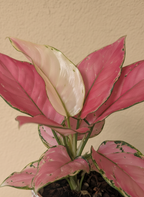 Aglaonema Pink Star