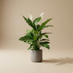 Peace Lilly