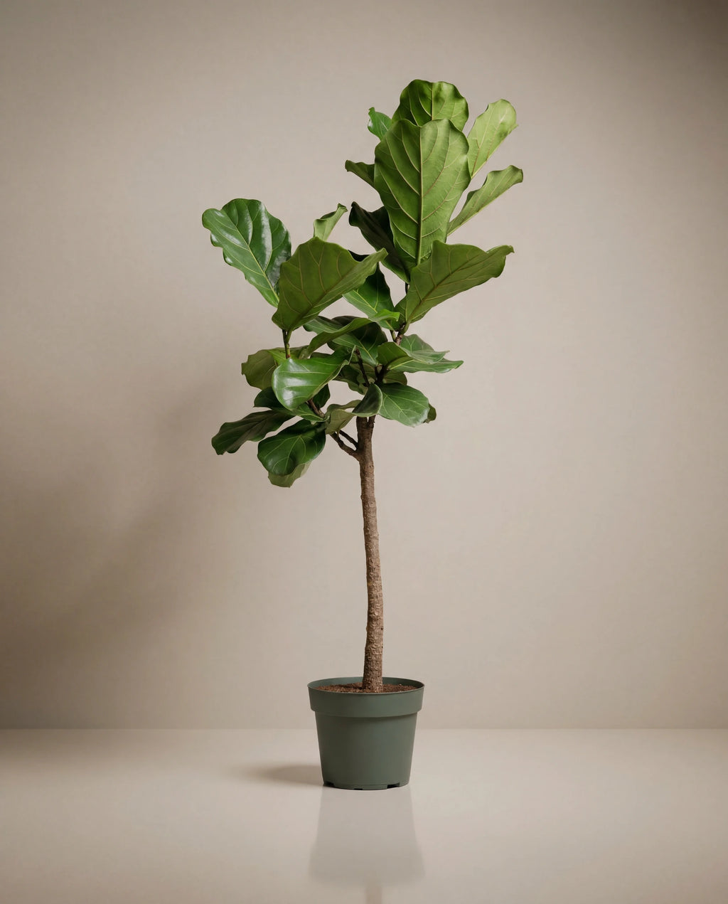 Fiddle Leaf Fig