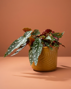 Begonia Maculata