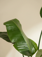 Medium Bird Of Paradise