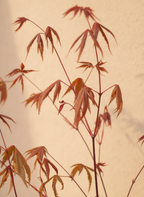 Acer