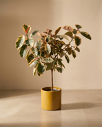 Pink Rubber Tree