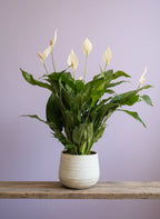Peace Lilly