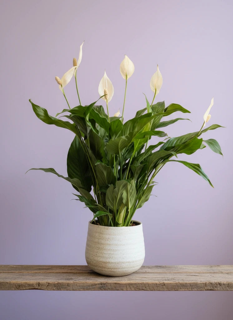 Peace Lilly