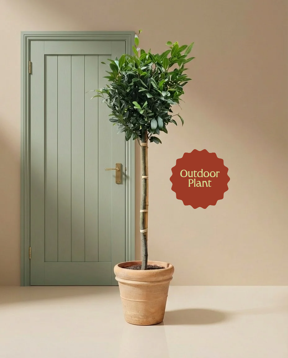 XL Bay Tree