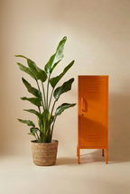 Medium Bird Of Paradise