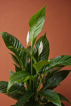 Peace Lilly