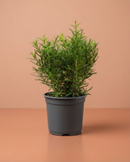 Rosemary & Pot Set