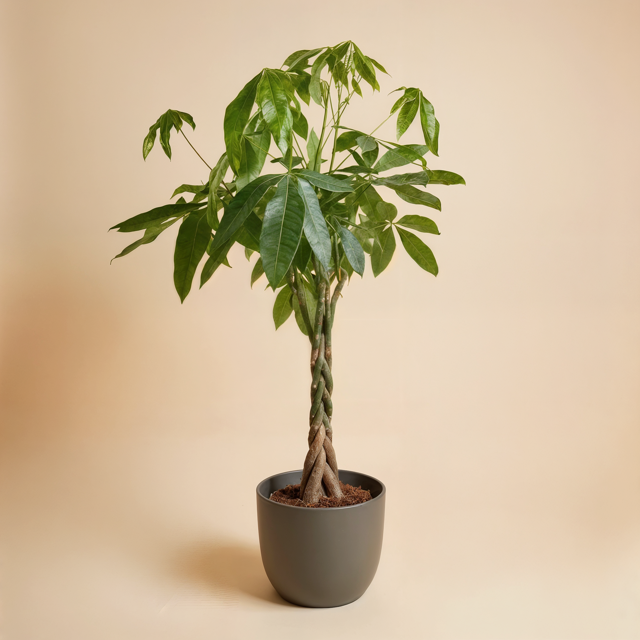 Pachira | Money Tree