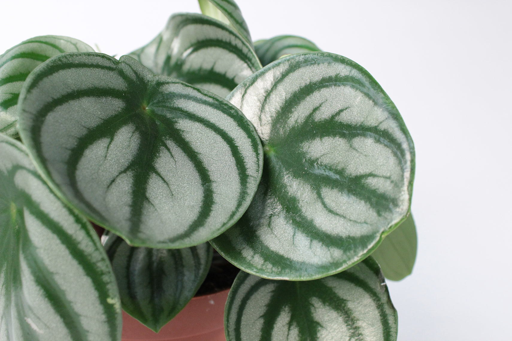 Watermelon Peperomia