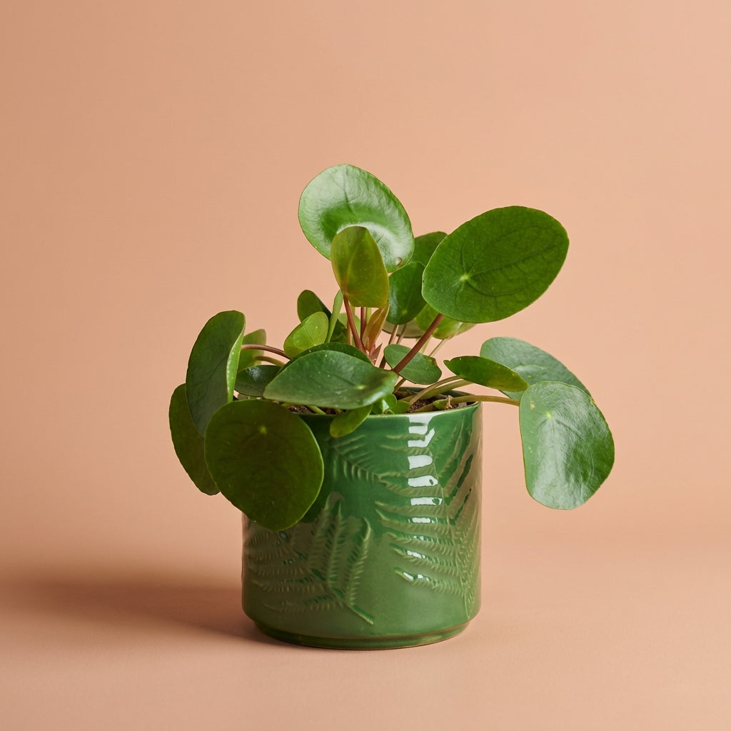 Chinese Money Plant