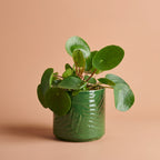 Chinese Money Plant