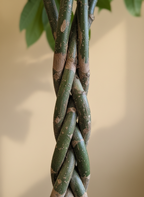 Pachira | Money Tree