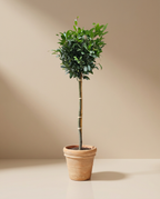 XL Bay Tree