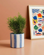 Rosemary & Pot Set