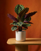 Calathea Medallion