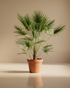 European Fan Palm