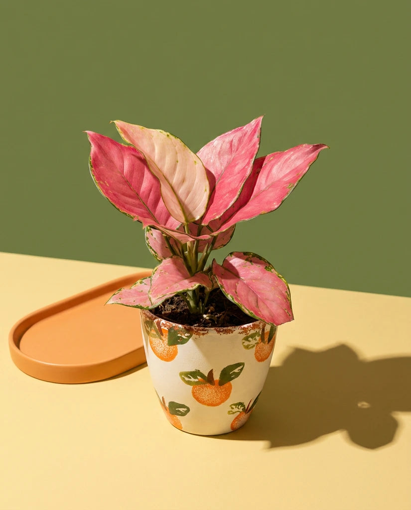 Aglaonema Pink Star