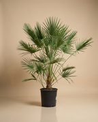 European Fan Palm