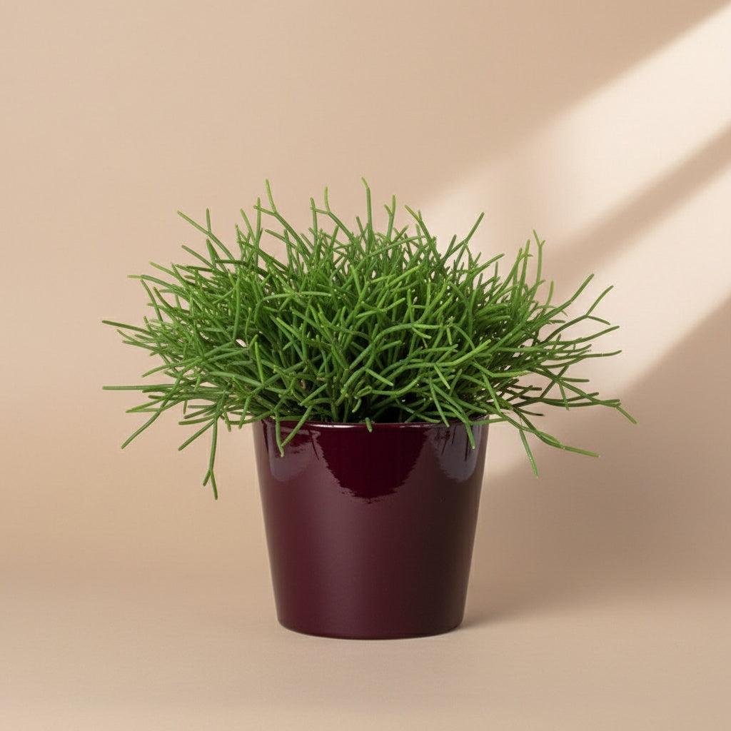 Mistletoe Cactus